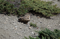 Gyps himalayensis