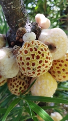 Cyttaria hariotii