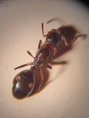 Dolichoderus quadripunctatus