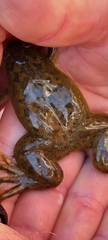 Xenopus laevis