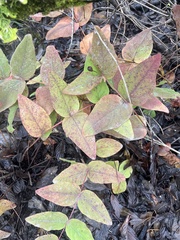 Hypericum androsaemum