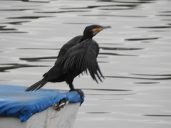 Phalacrocorax carbo