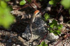 Sceloporus grandaevus
