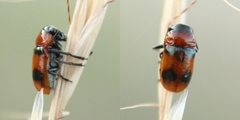 Coptocephala