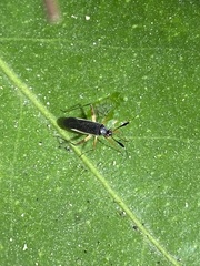 Garganus gracilentus