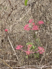 Vasconcellea parviflora