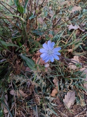Cichorium intybus