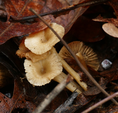Porotheleaceae