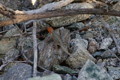 Sceloporus grandaevus