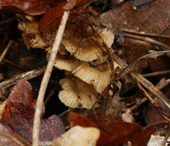 Porotheleaceae