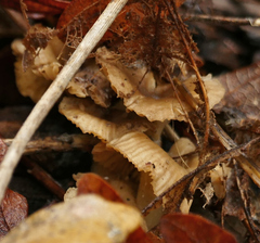 Porotheleaceae