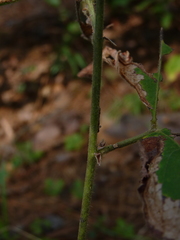 Desmodium nuttallii