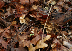 Porotheleaceae