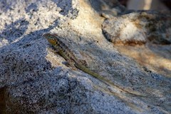 Sceloporus grandaevus