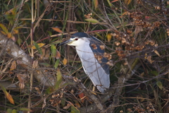 Nycticorax nycticorax nycticorax