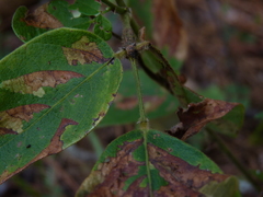 Desmodium nuttallii