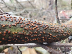 Cryphonectria parasitica