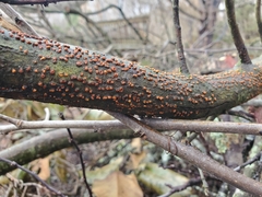 Cryphonectria parasitica