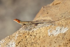 Sceloporus grandaevus