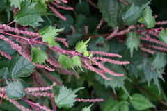 Boehmeria silvestrii