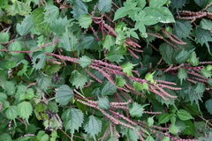 Boehmeria silvestrii