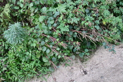 Boehmeria silvestrii