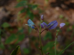 Desmodium nuttallii