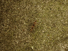 Conopomorpha cyanospila