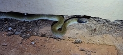 Crotaphopeltis hotamboeia