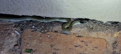 Crotaphopeltis hotamboeia