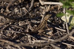 Sceloporus grandaevus