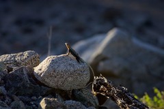 Sceloporus grandaevus