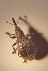 Trichopterapion holosericeum