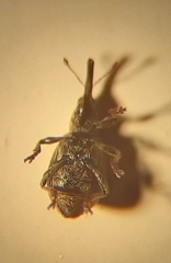 Trichopterapion holosericeum