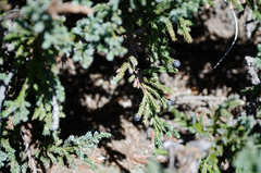 Juniperus indica