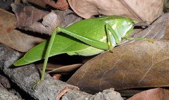 Philophyllia guttulata