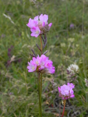Armeria nebrodensis