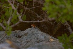 Sceloporus grandaevus