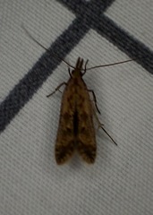 Dichomeris ligulella