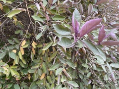 Cotoneaster pannosus