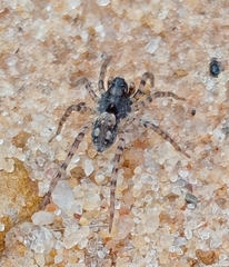 Arctosa perita