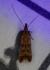 Dichomeris ligulella