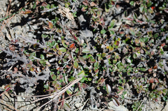 Cotoneaster microphyllus