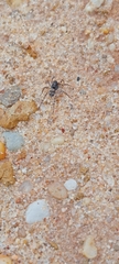 Arctosa perita