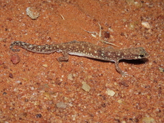 Rhynchoedura ormsbyi