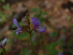 Desmodium nuttallii