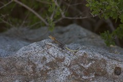 Sceloporus grandaevus