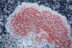 Haematomma