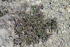 Cotoneaster microphyllus