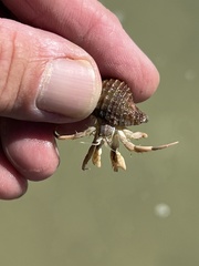 Isocheles wurdemanni